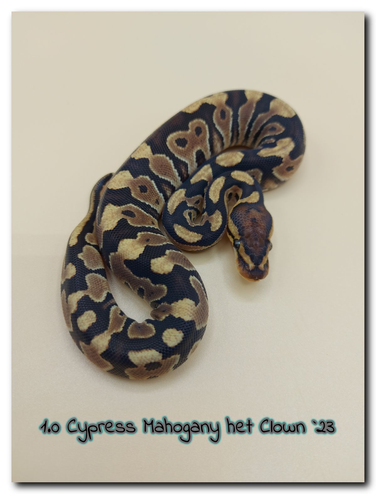 1.0 Cypress Mahogany het Clown 23