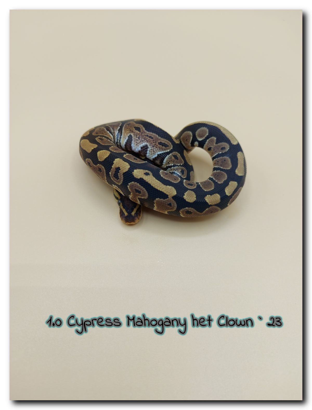 1.0 Cypress Mahogany het Clown 231