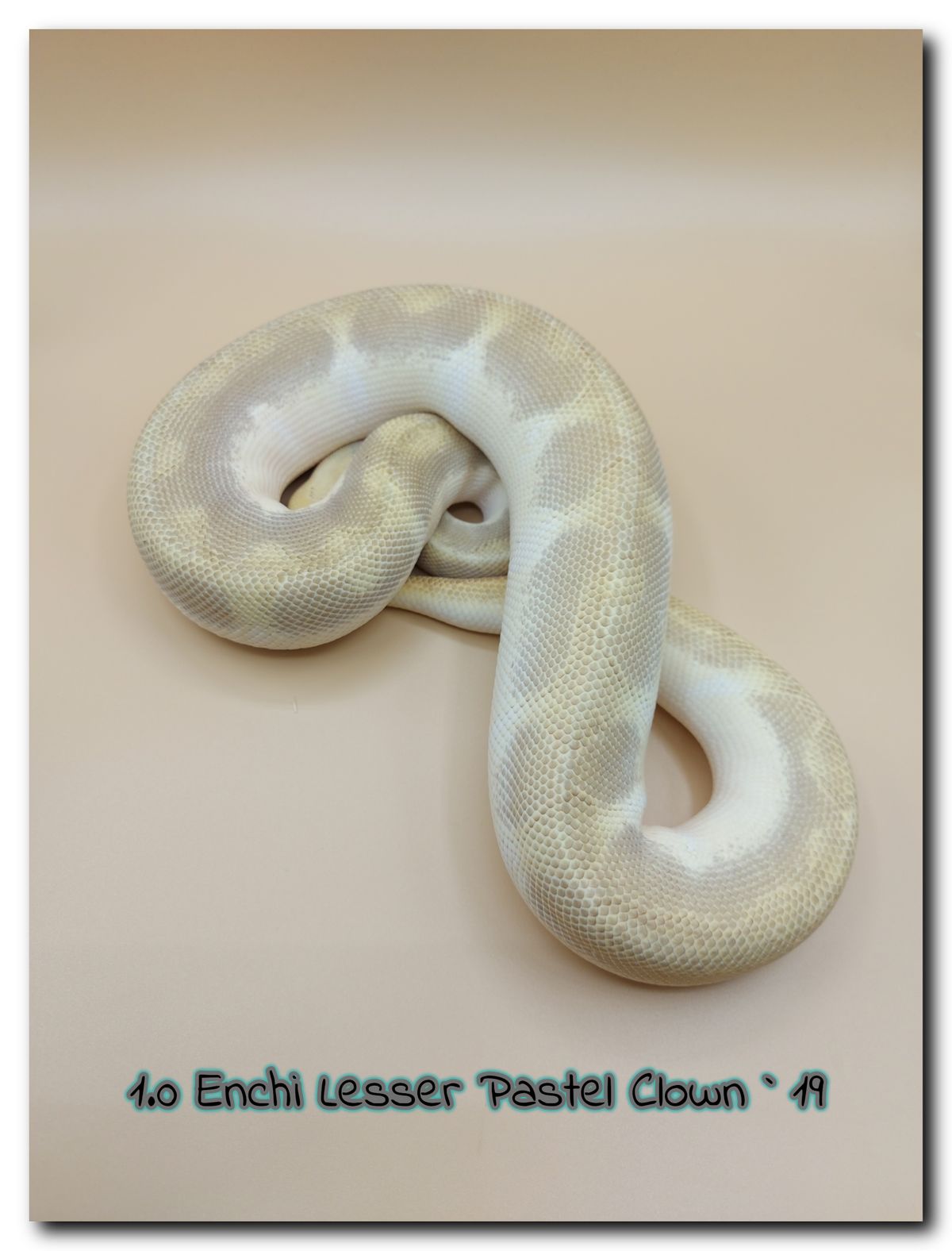 1.0 Enchi Lesser Pastel Clown 19