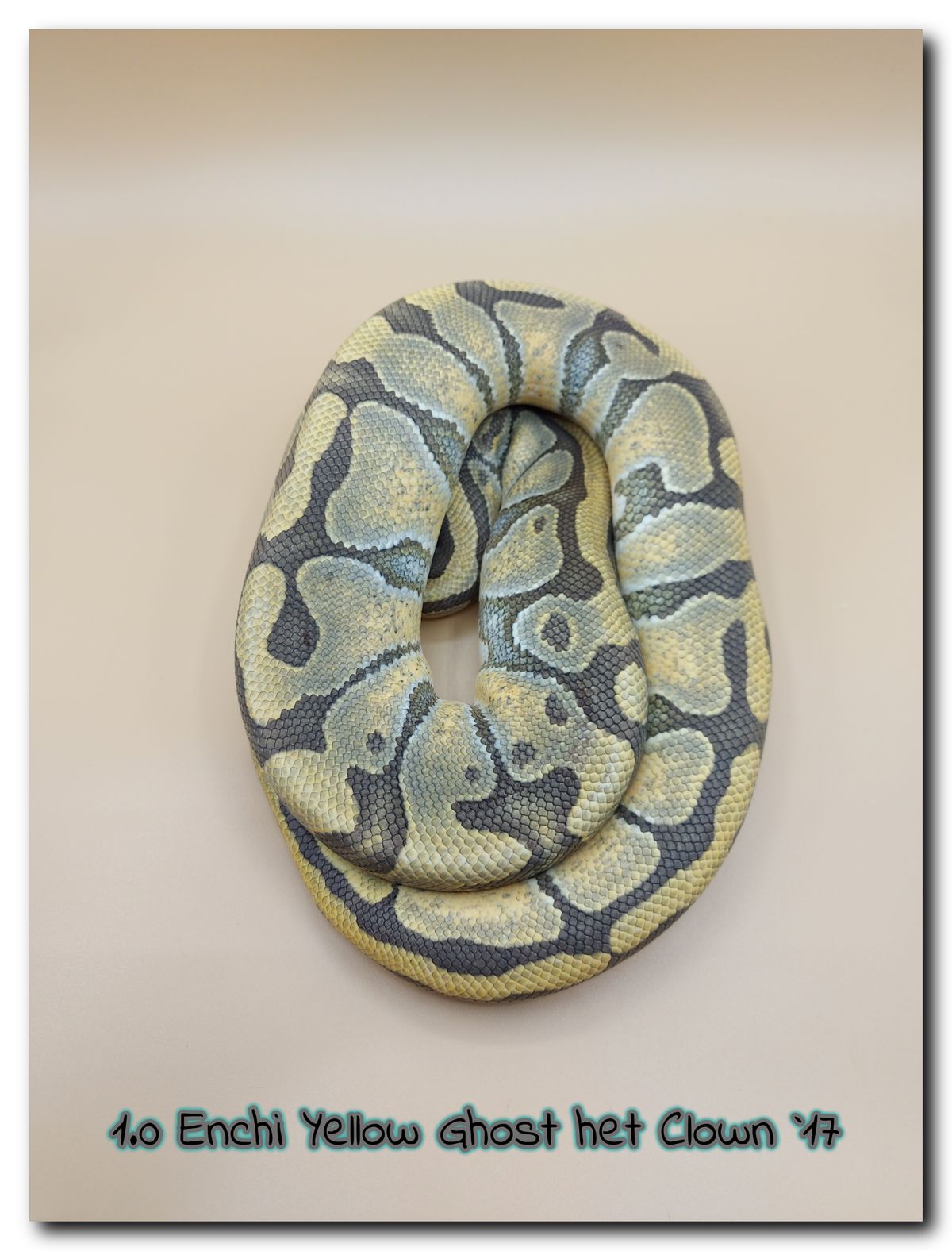 1.0 Enchi Yellow Ghost het Clown 17