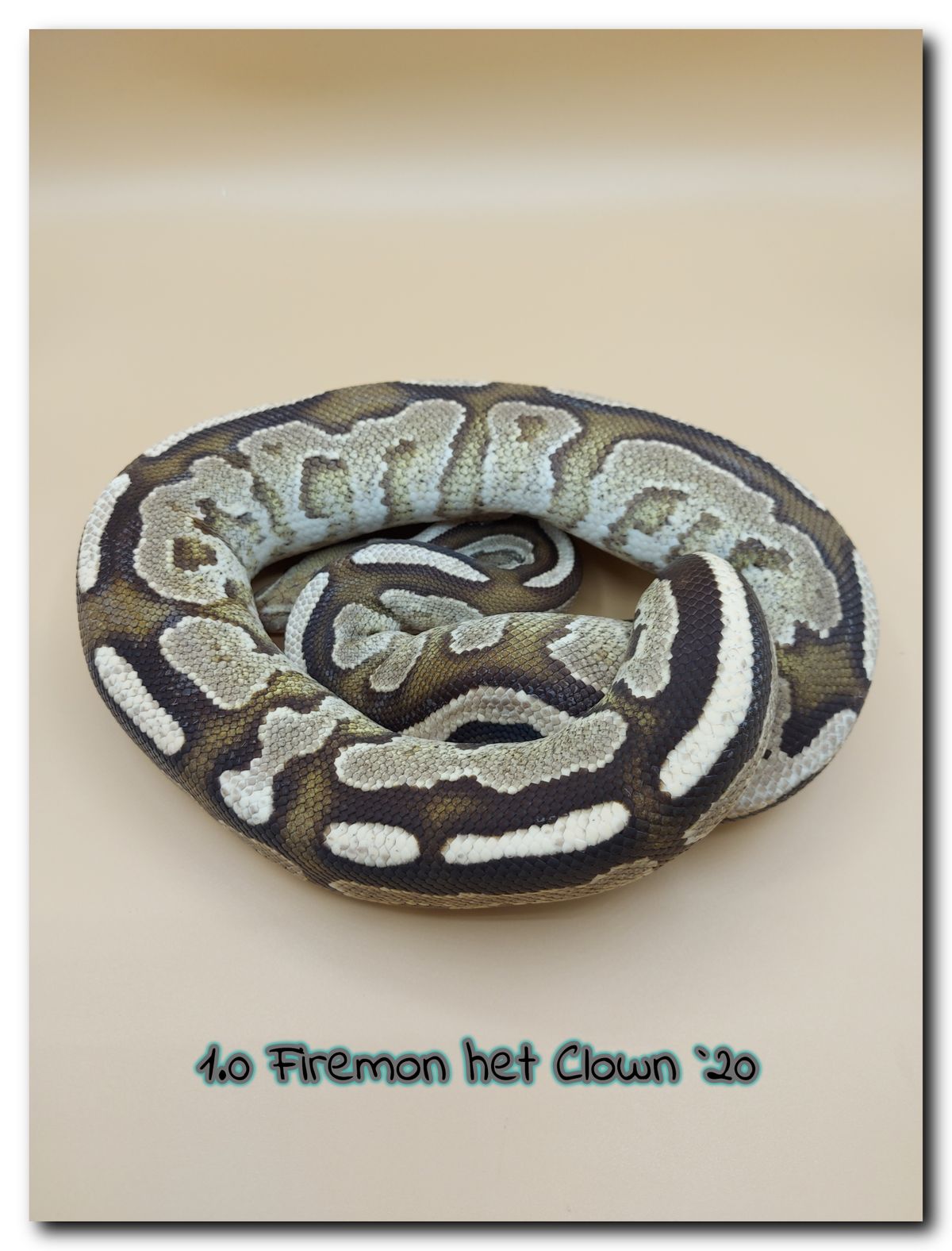 1.0 Firemon het Clown 20