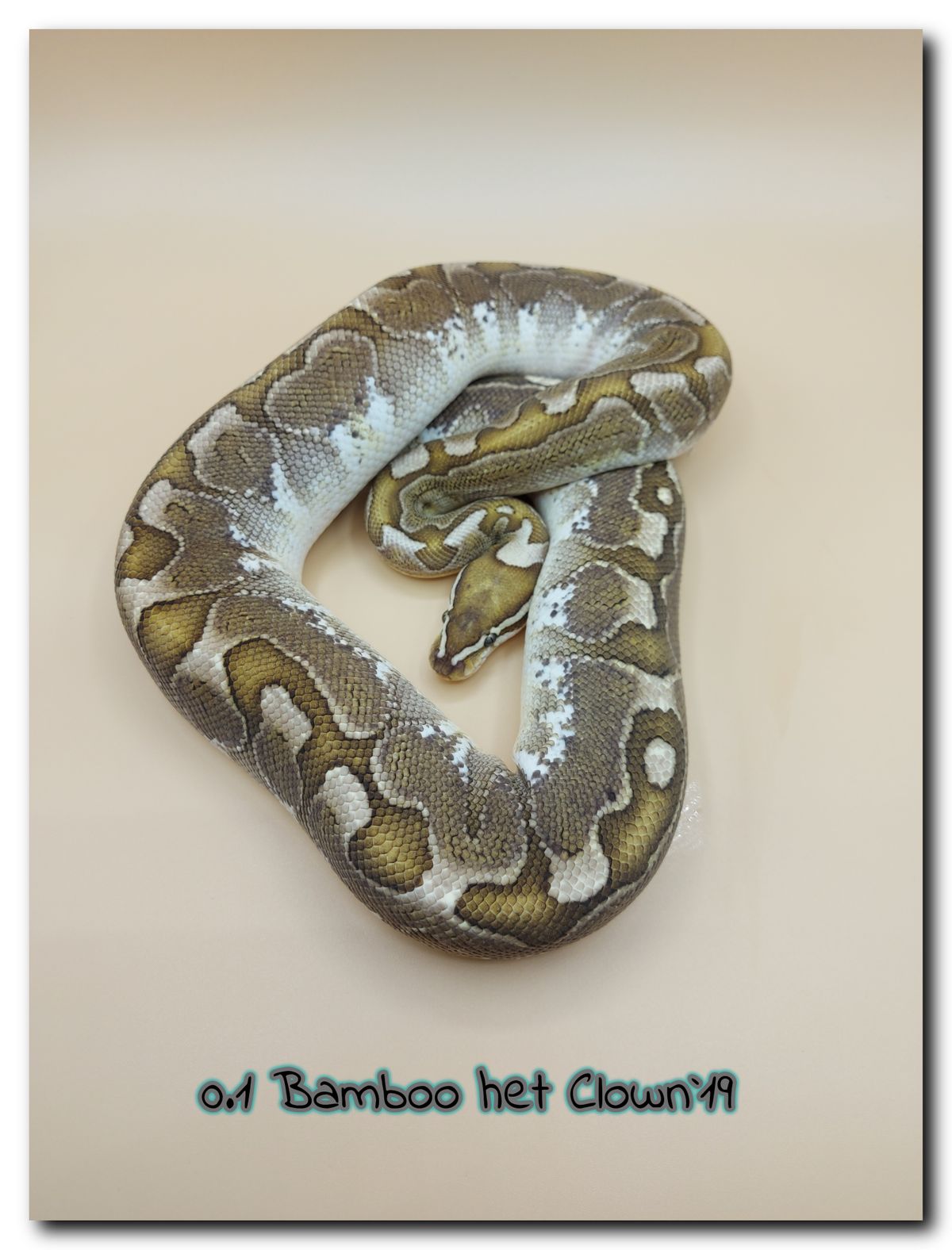 0.1 Bamboo het Clown 19