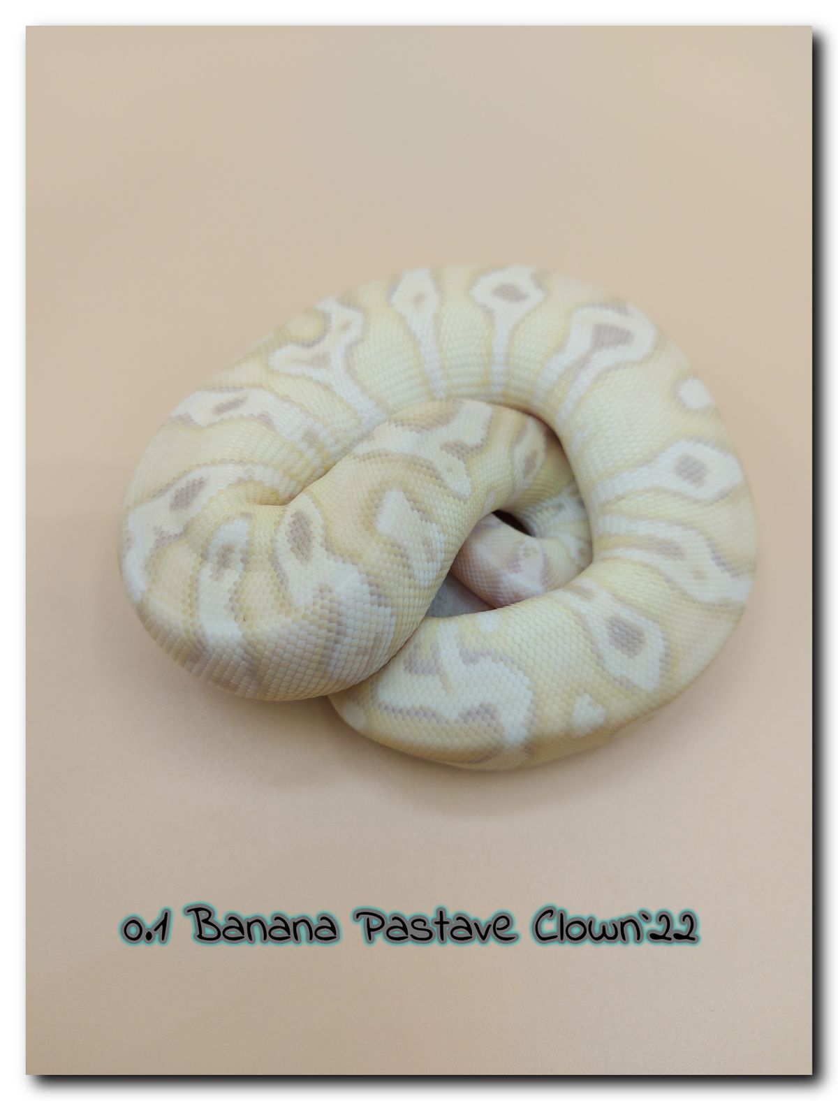 0.1 Banana Pastave Clown 22