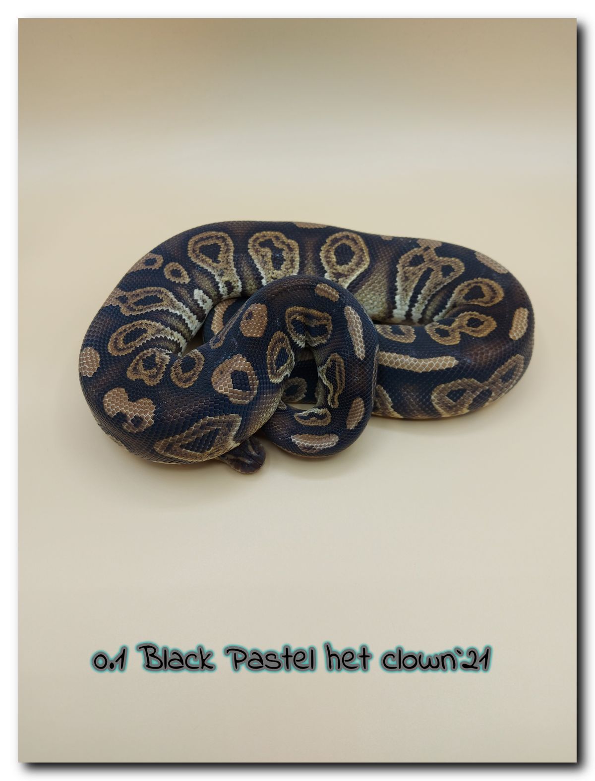 0.1 Black Pastel het clown 21