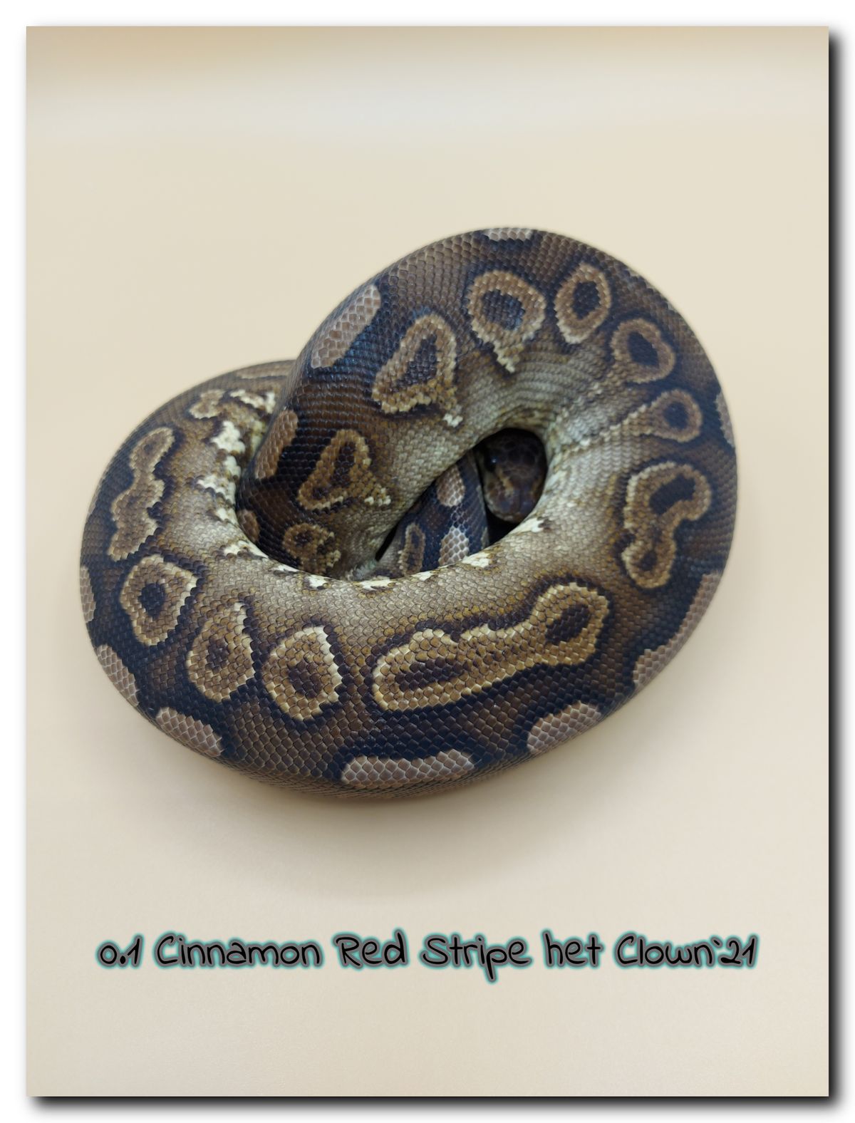 0.1 Cinnamon Red Stripe het Clown 21