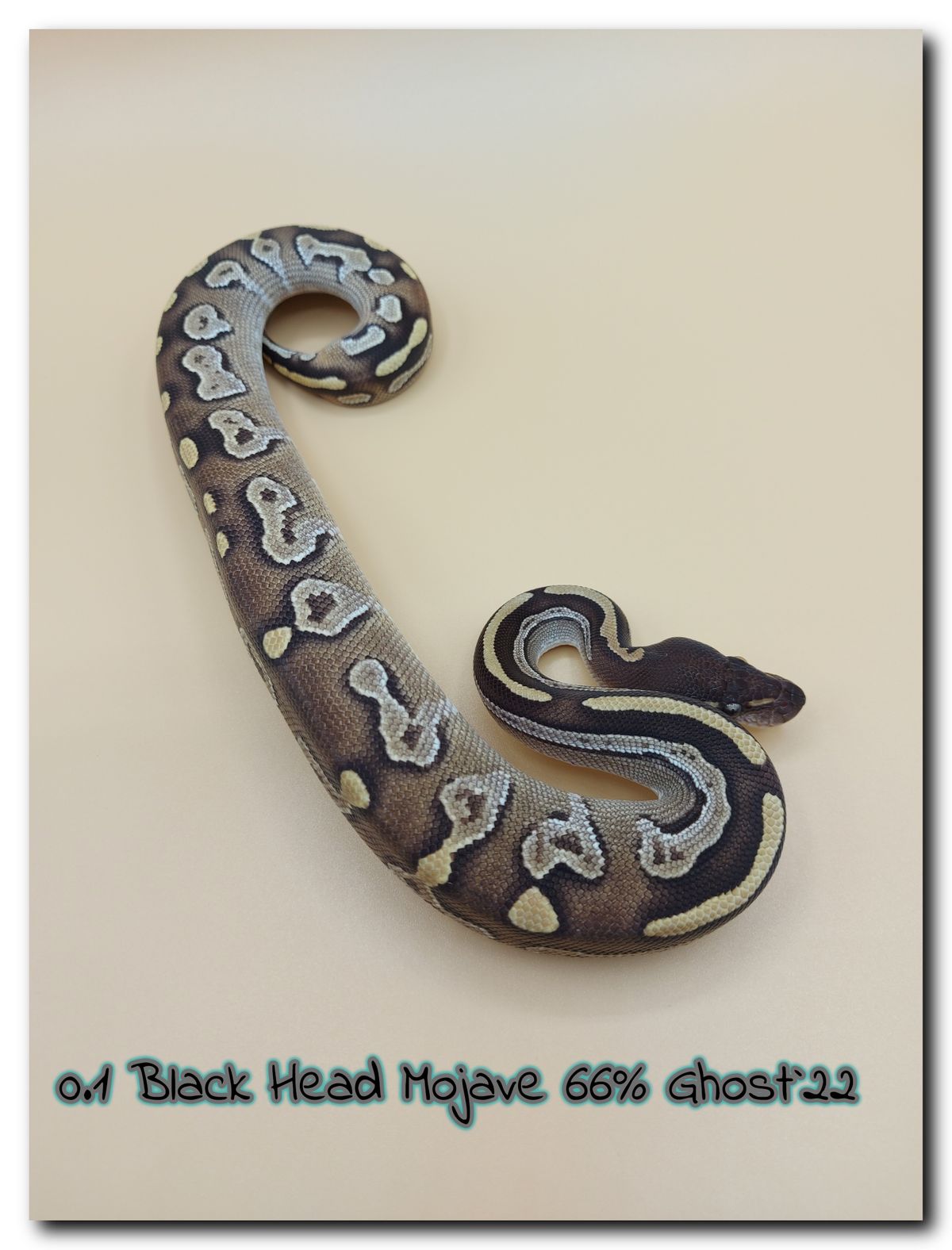 0.1 Black Head Mojave 66% Ghost 22