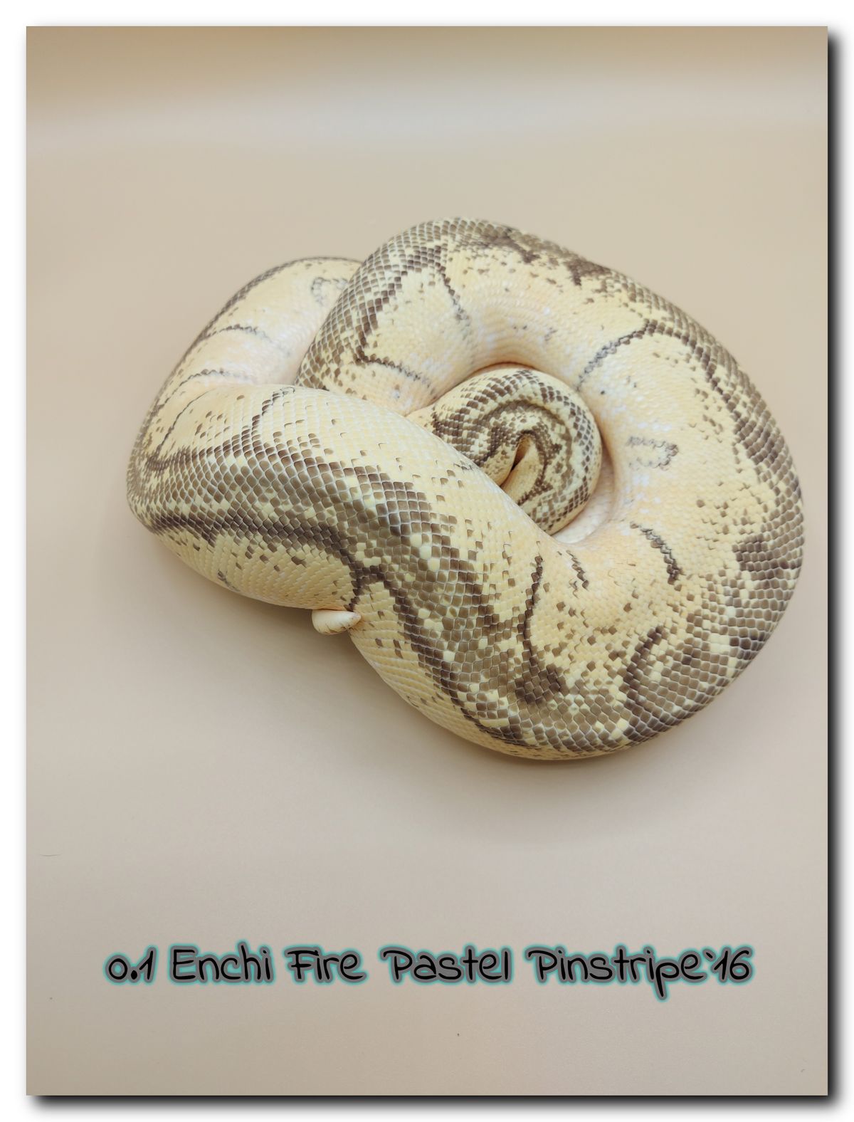 0.1 Enchi Fire Pastel Pinstripe 16