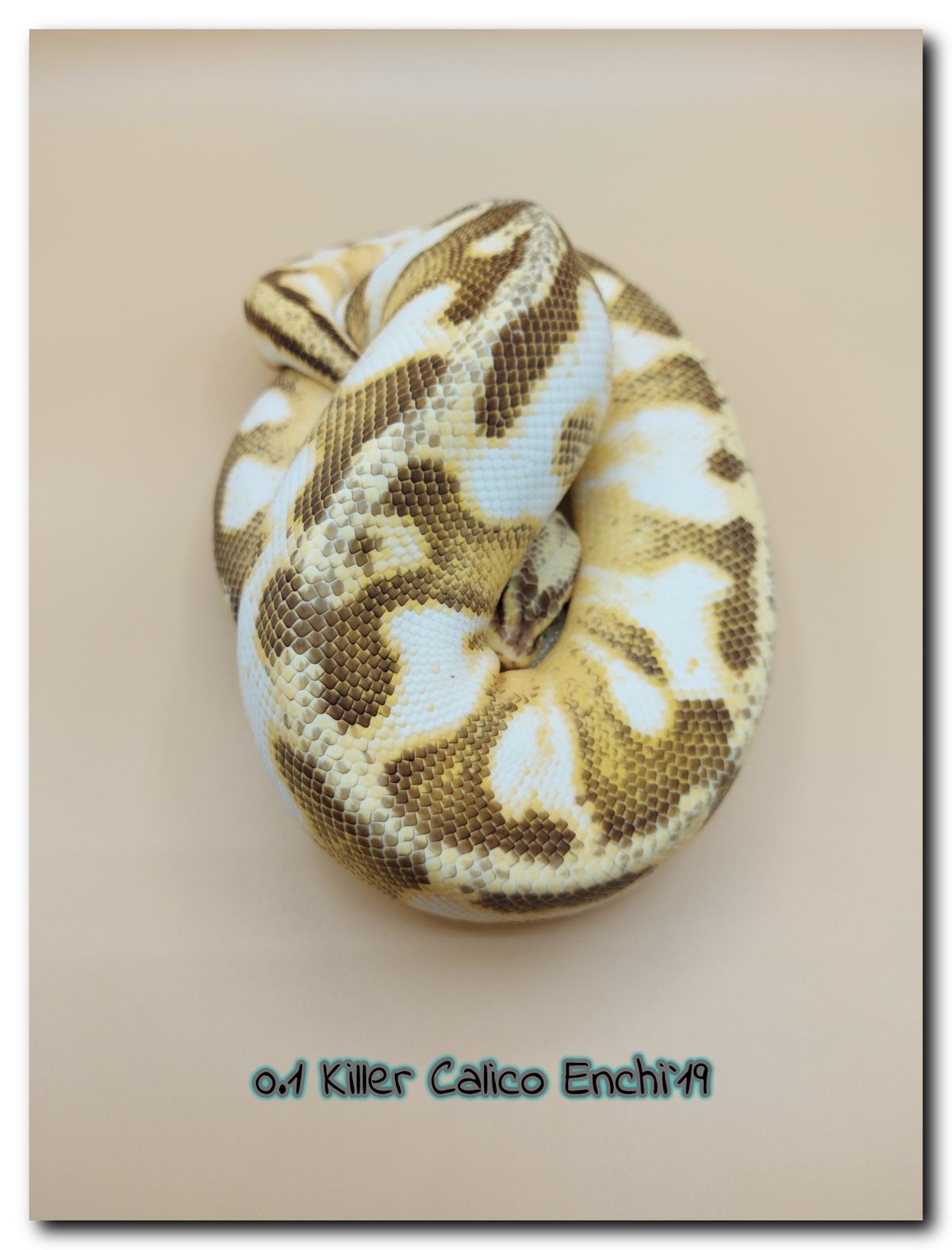 0.1 Killer Calico Enchi 19