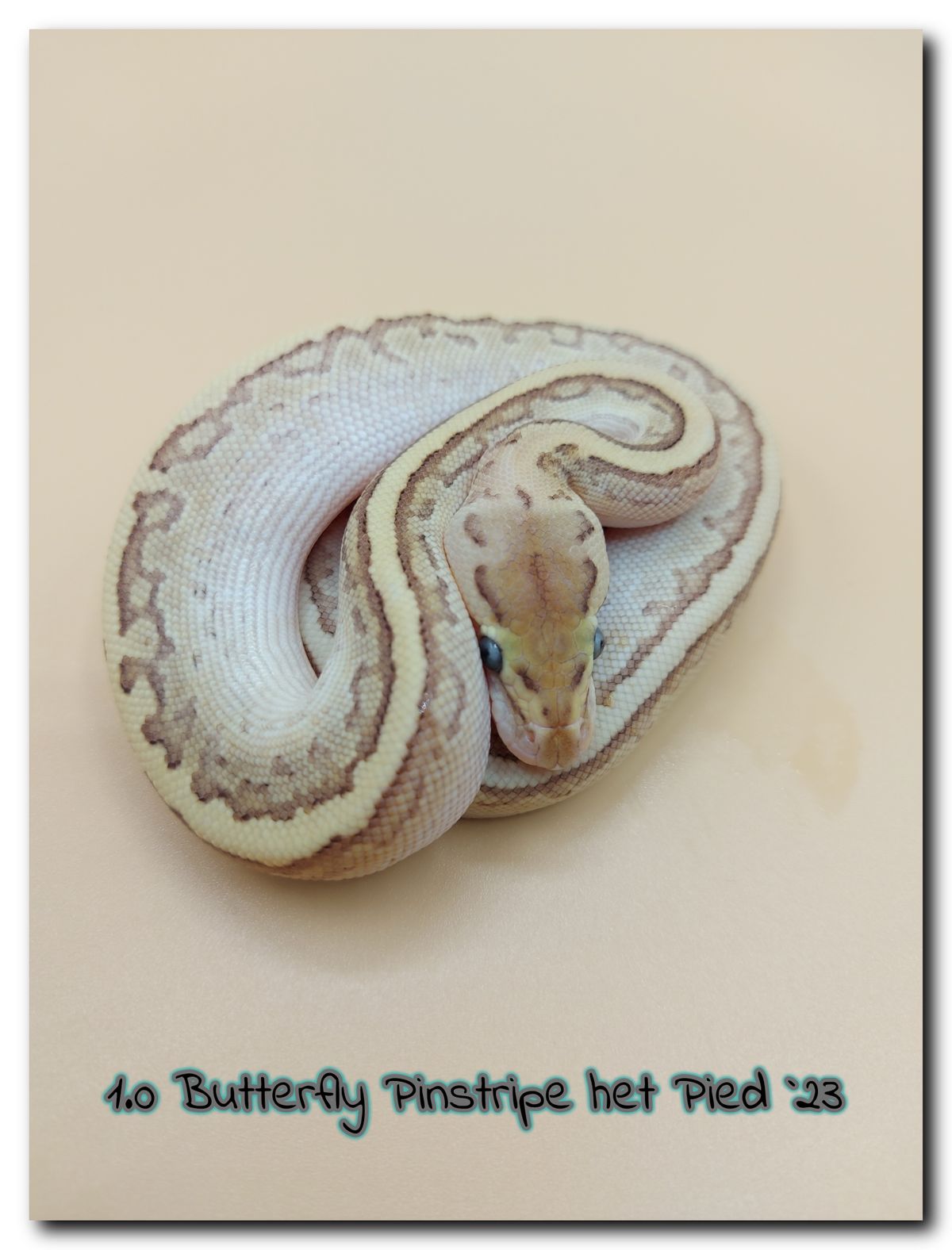 1.0 Butterfly Pinstripe het Pied 23