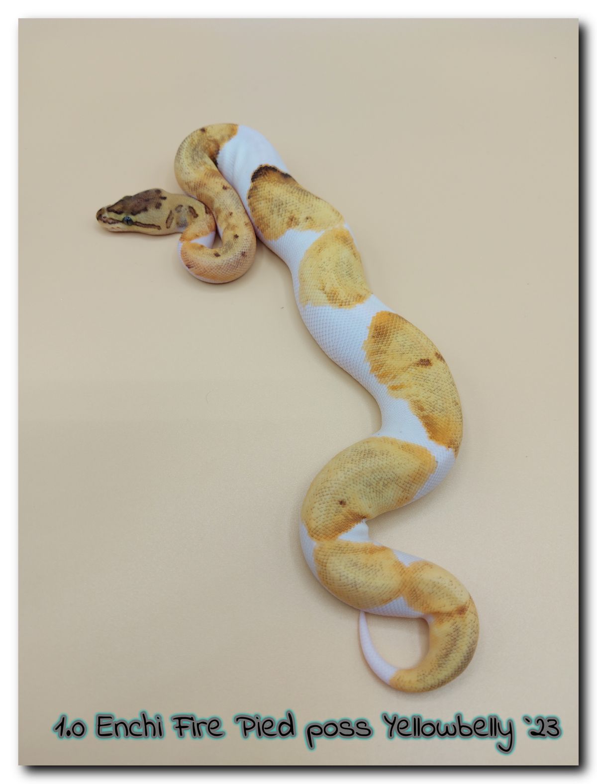 1.0 Enchi Fire Pied poss Yellowbelly 23