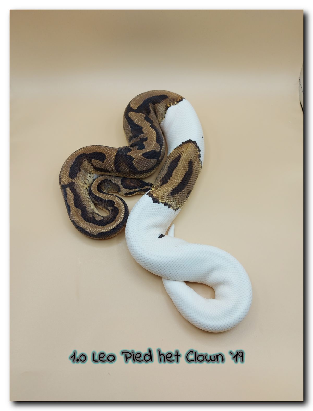 1.0 Leo Pied het Clown 19