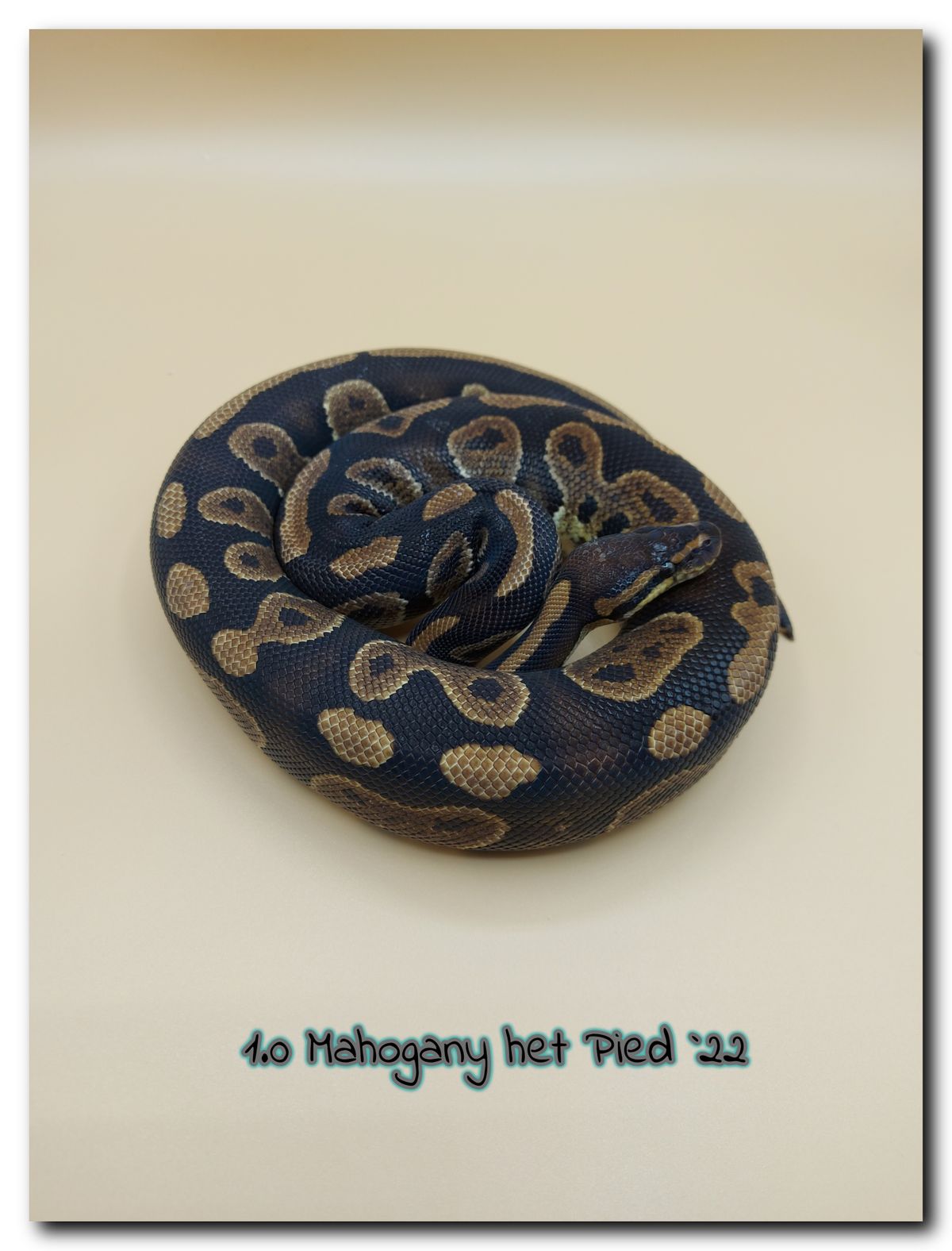 1.0 Mahogany het Pied 22