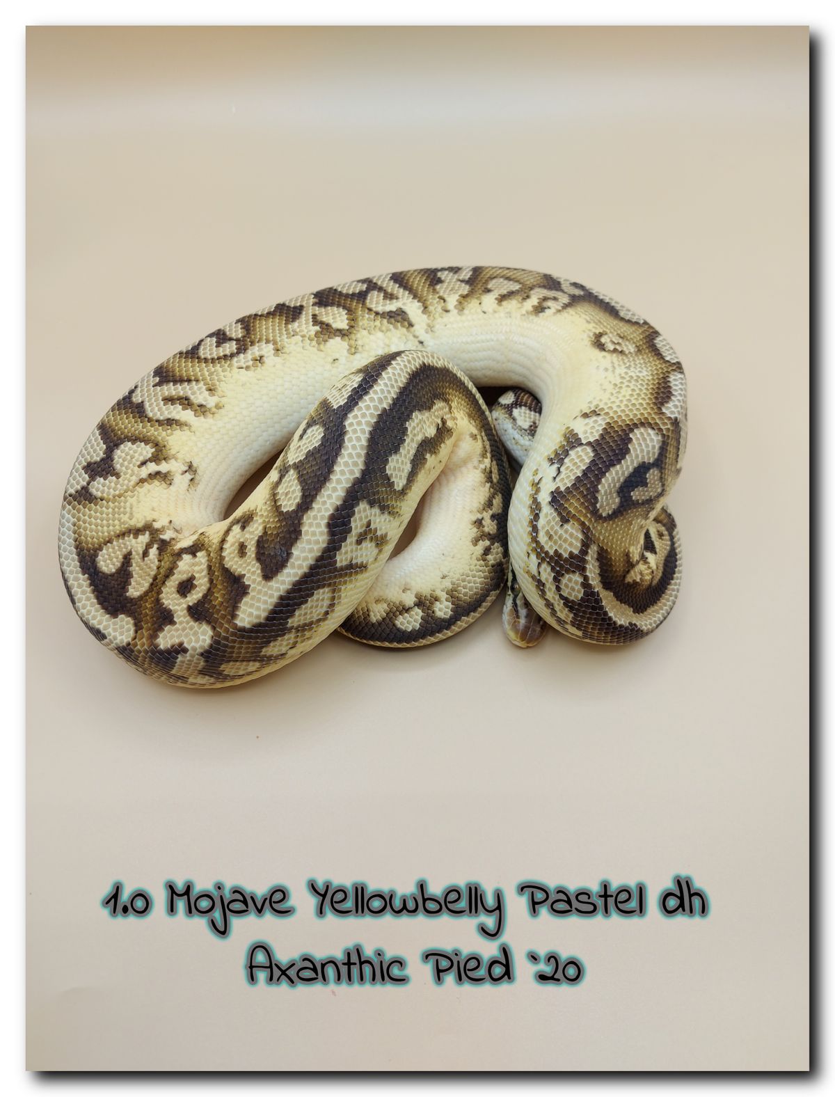 1.0 Mojave Yellowbelly Pastel dh Axanthic Pied 20