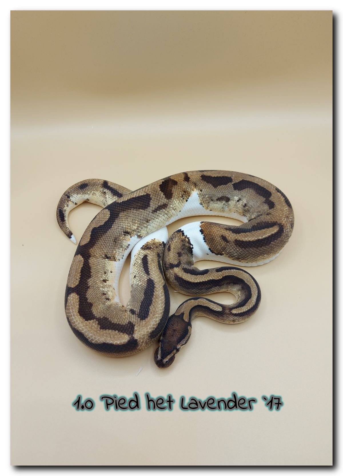 1.0 Pied het Lavender 17