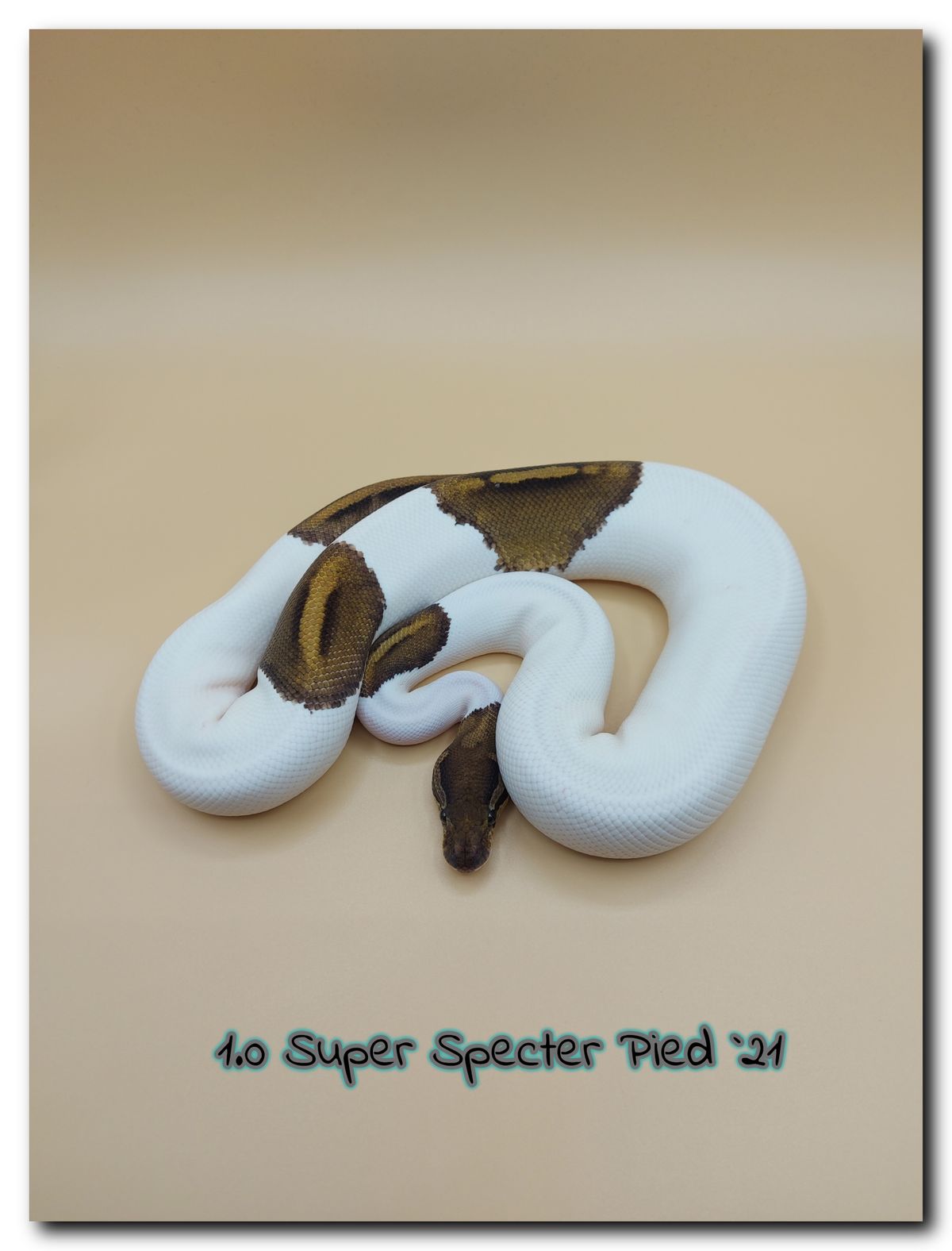 1.0 Super Specter pied 21