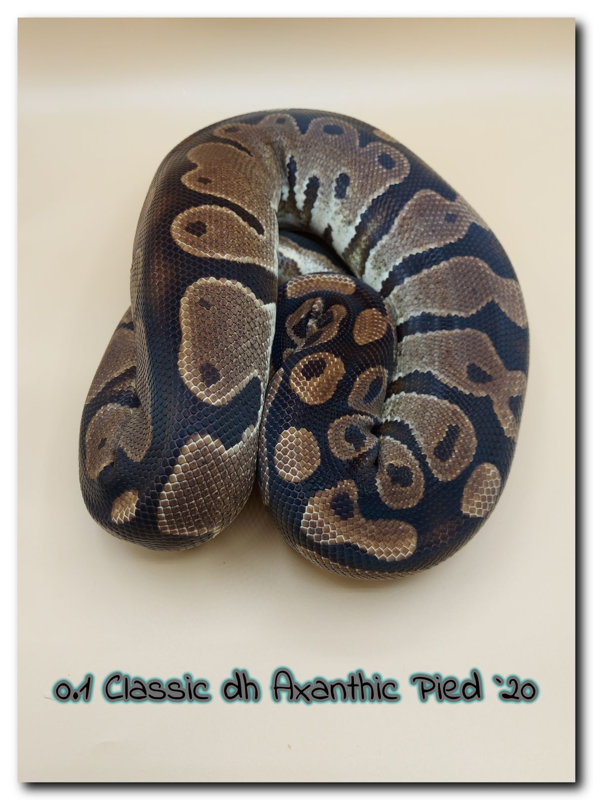 0.1 Classic dh Axanthic Pied 20