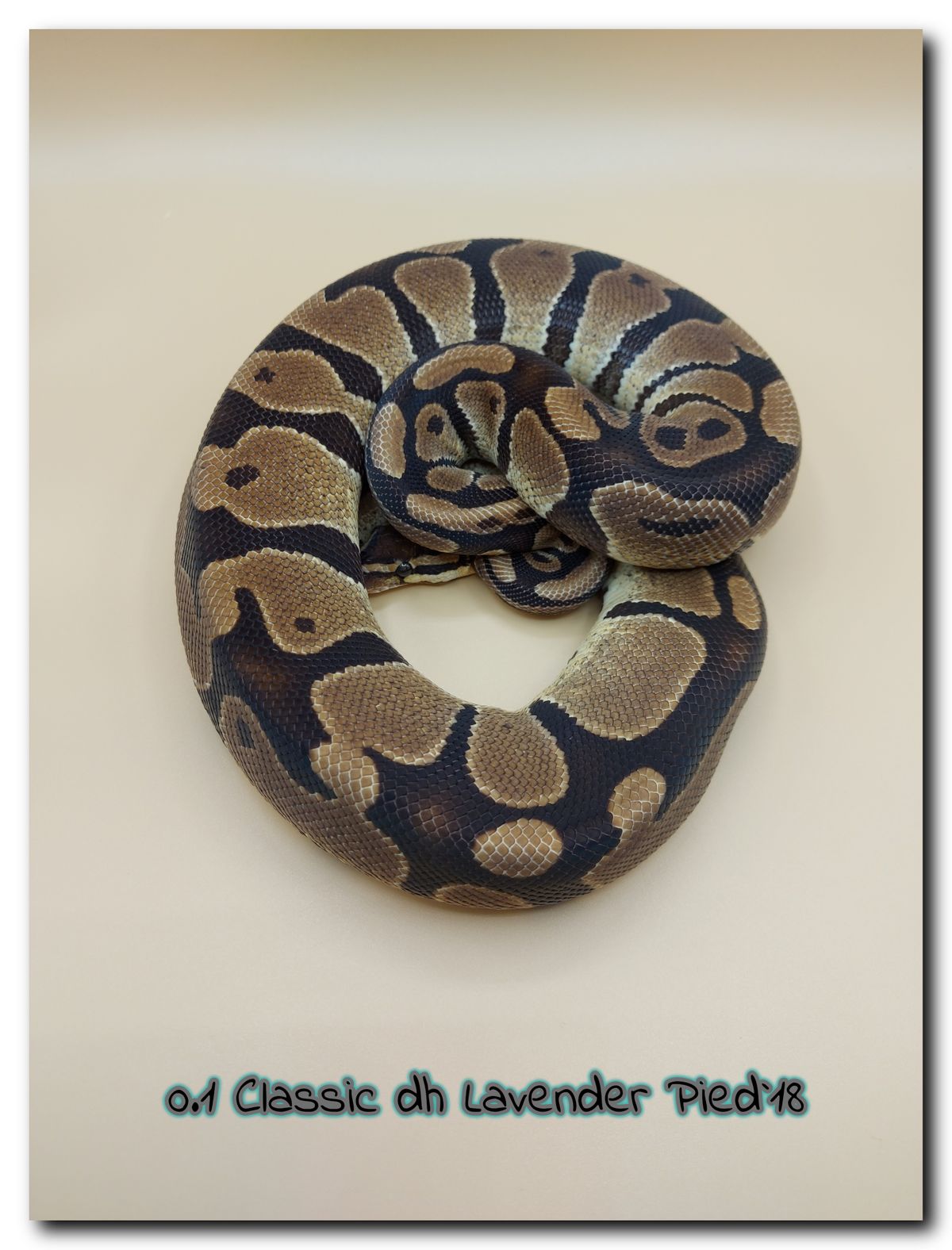 0.1 Classic dh Lavender Pied 18