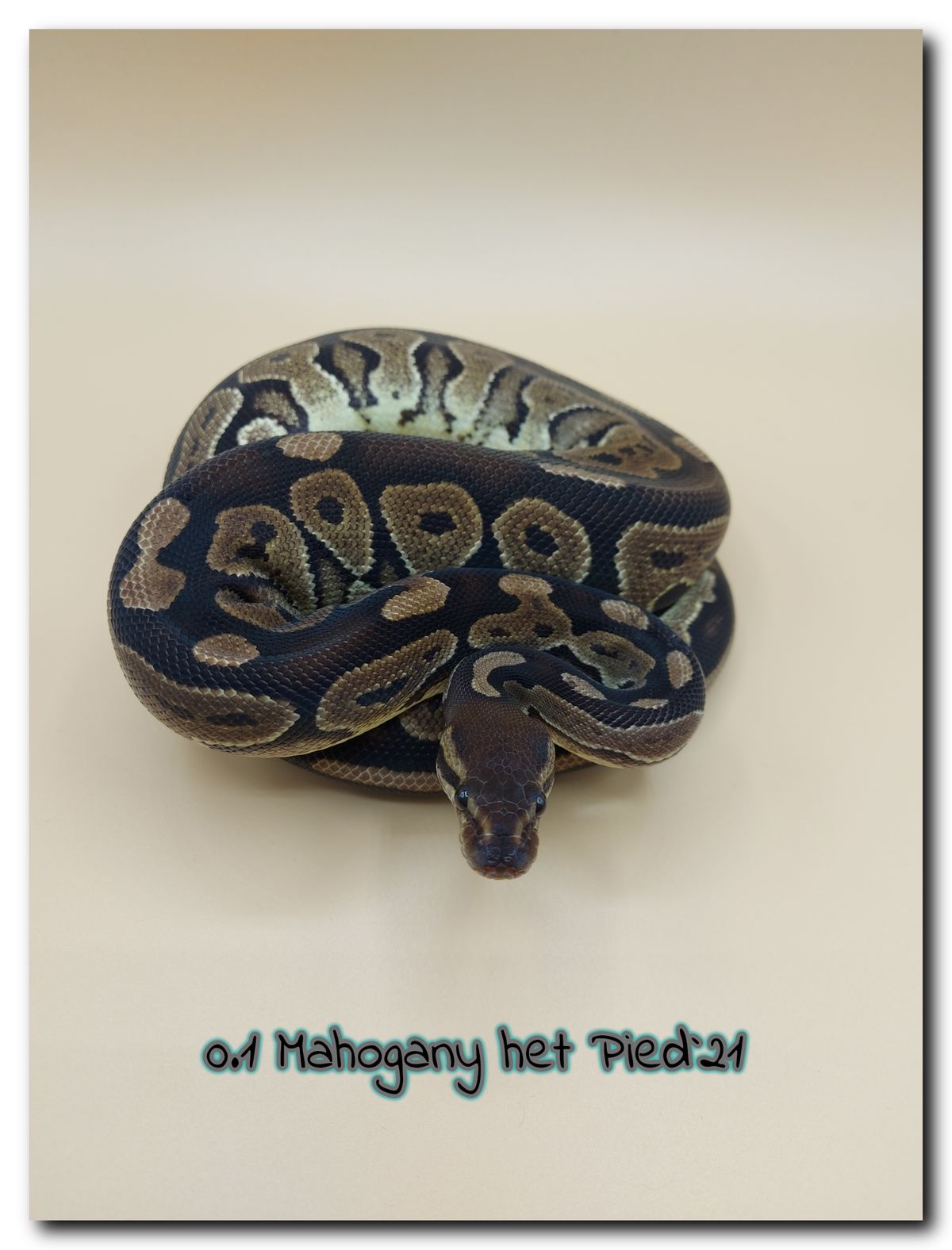 0.1 Mahogany het Pied 21