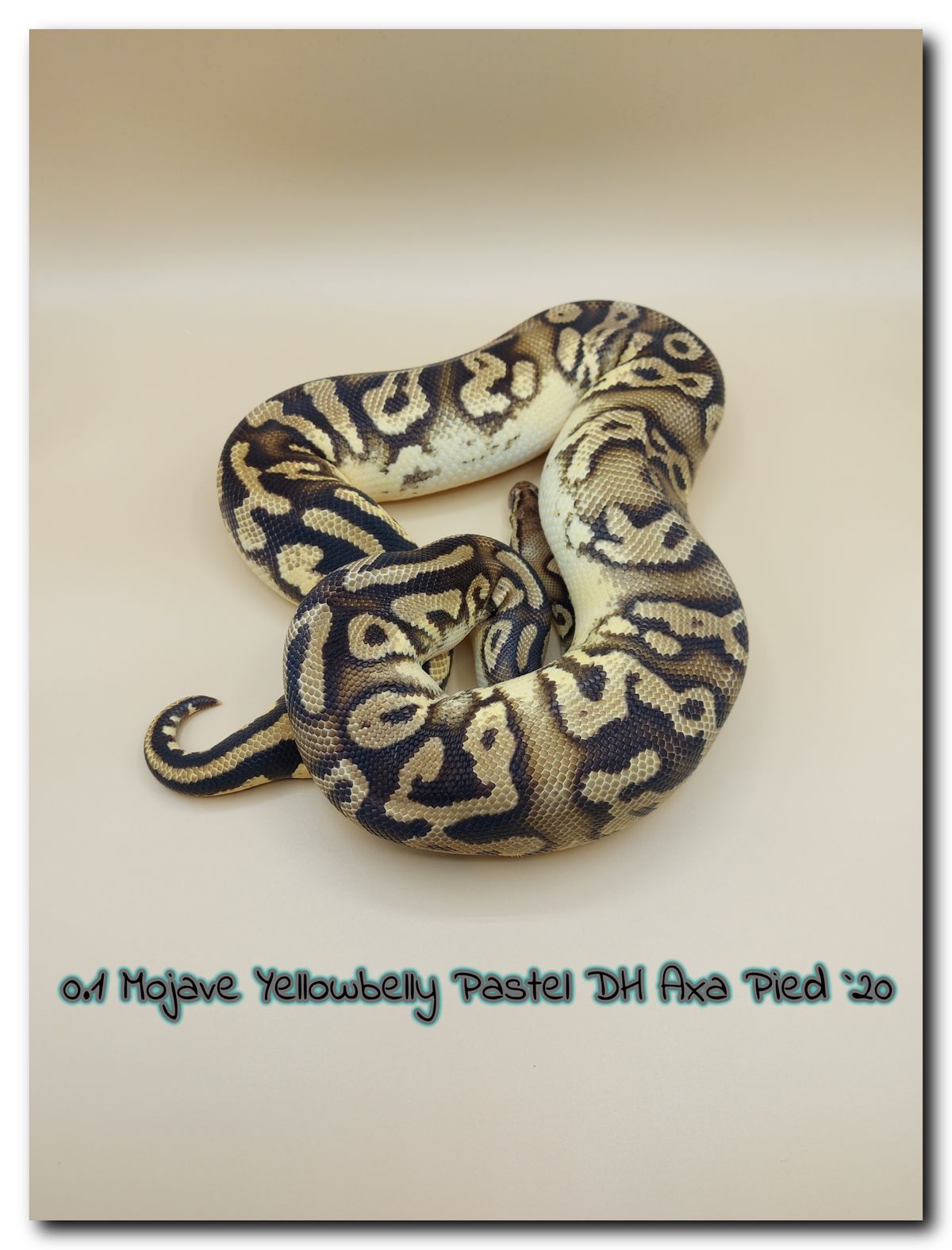 0.1 Mojave Yellowbelly Pastel dh Axa Pied 20