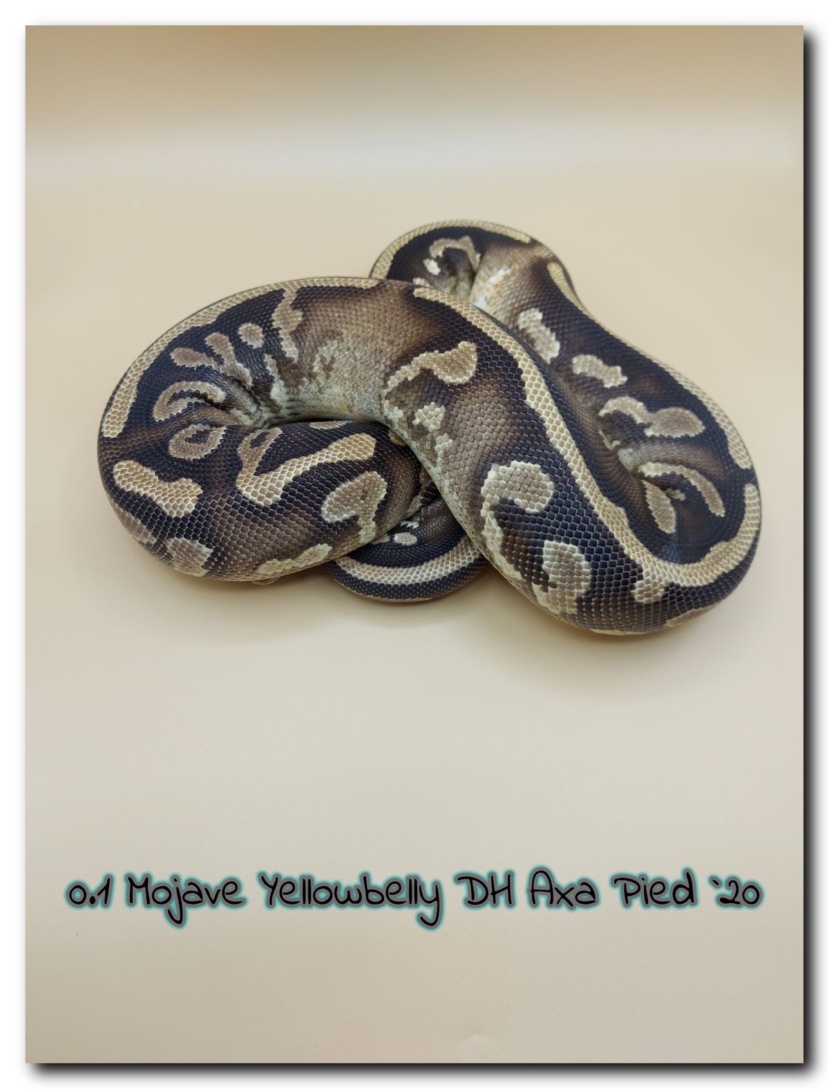 0.1 Mojave yellowbelly dh Axa Pied 20