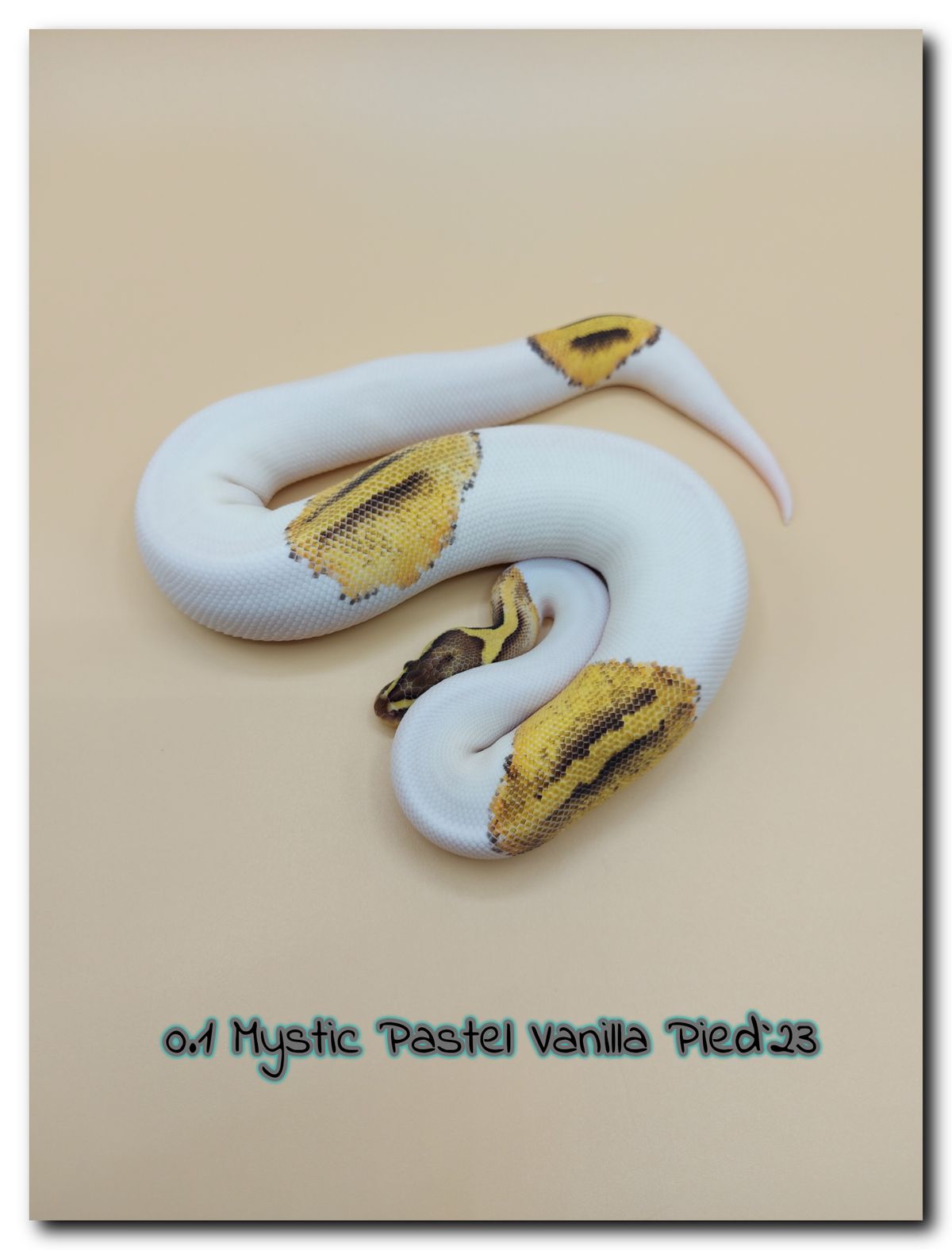 0.1 Mystic Pastel Vanilla Pied`23