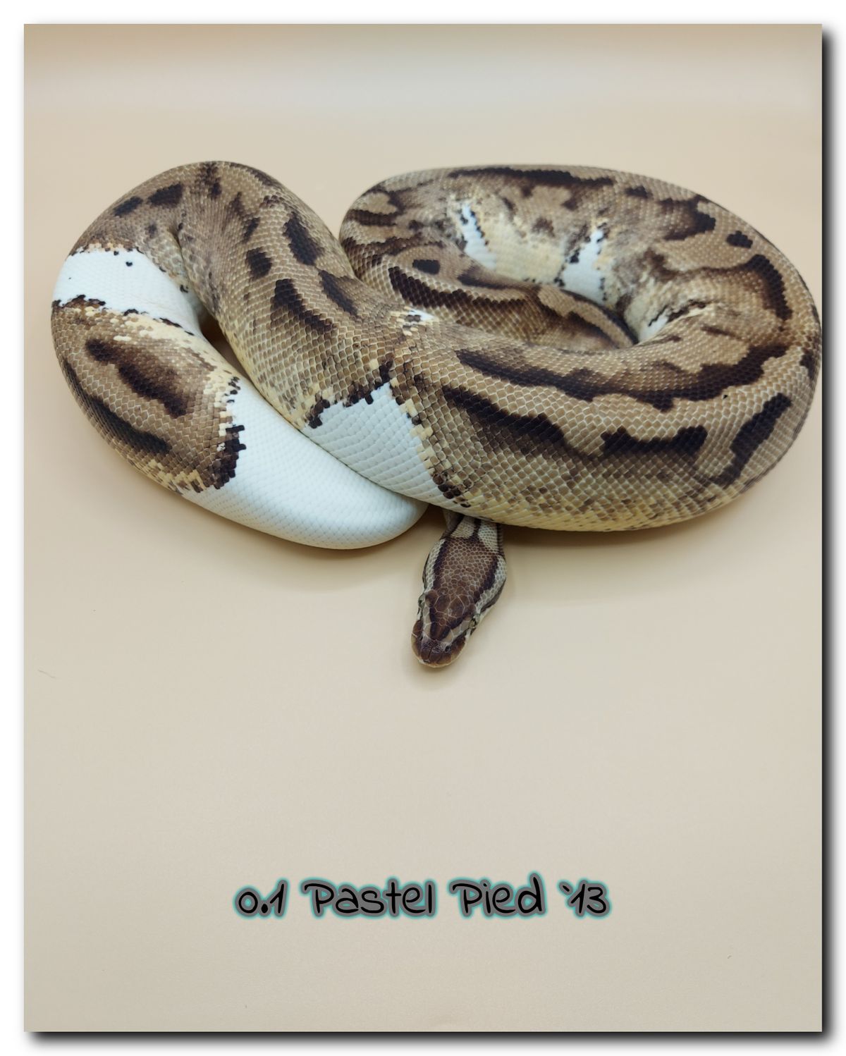 0.1 Pastel Pied 13