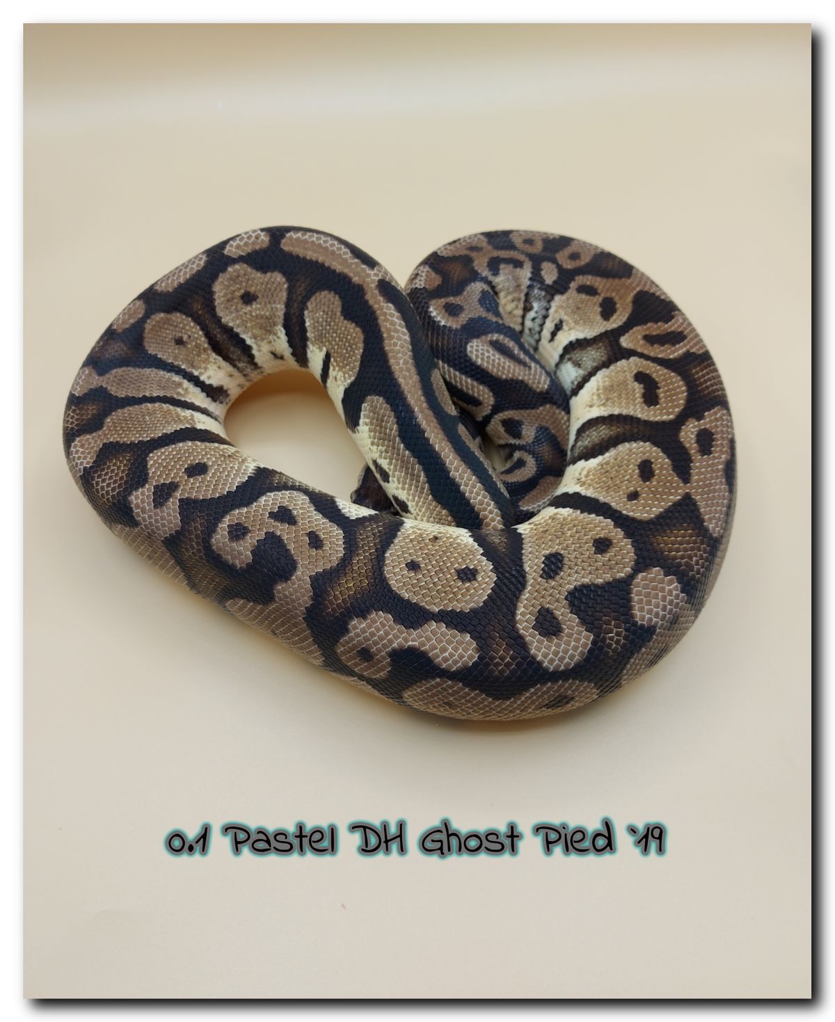 0.1 Pastel dh Ghost Pied 19