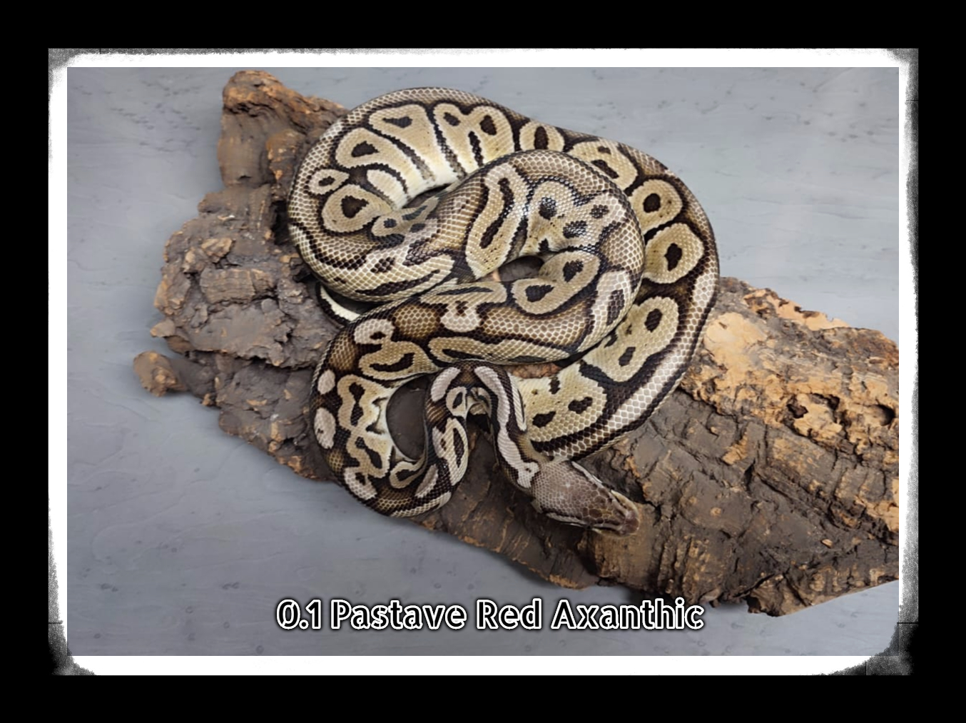 0.1 Pastave Red Axanthic 